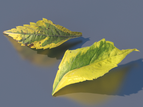 vegetables, vegetable leaves, leaves, food