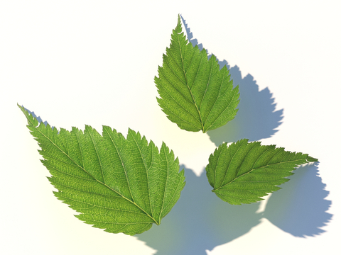 vegetables, vegetable leaves, leaves, food