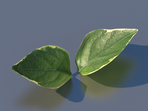 vegetables, vegetable leaves, leaves, food