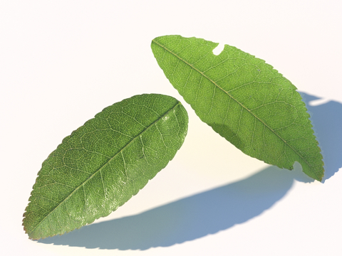 vegetables, vegetable leaves, leaves, food