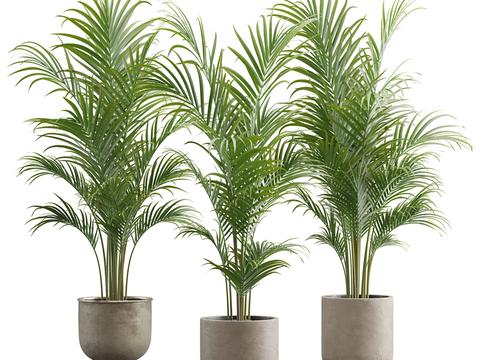 Dypsis Lutescens betel nut palm green plant potted plant