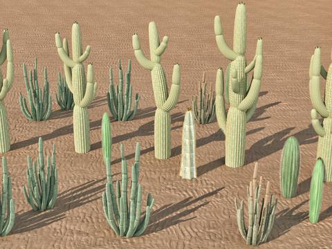 Desert Plant Cactus