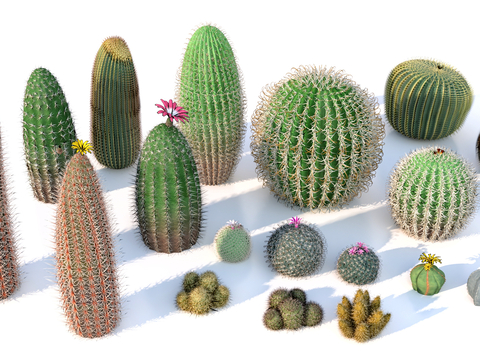 Modern cactus succulent plant