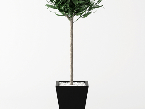 Modern Green Plant Potted Plant