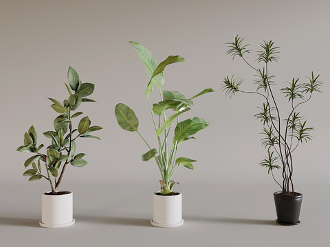 potted plant bonsai green plant