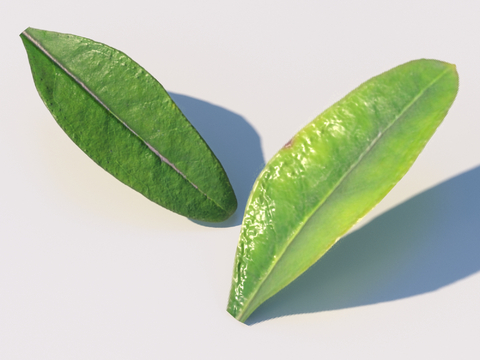 vegetables, vegetable leaves, leaves, food