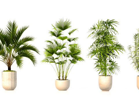 Modern Green Plant Potted Plant