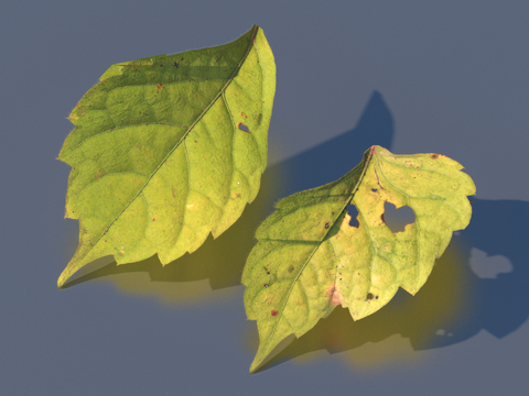 vegetables, vegetable leaves, leaves, food