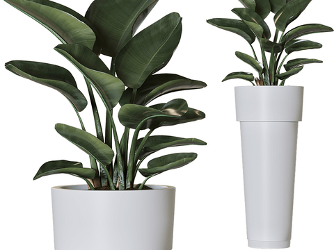 modern potted plant