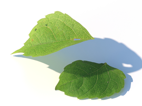 vegetables, vegetable leaves, leaves, food