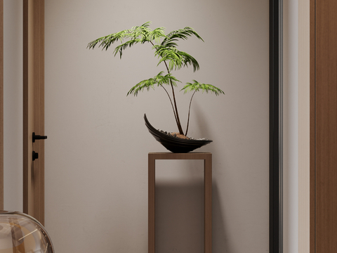 Fern Bonsai