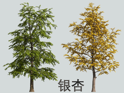 tree ginkgo tree