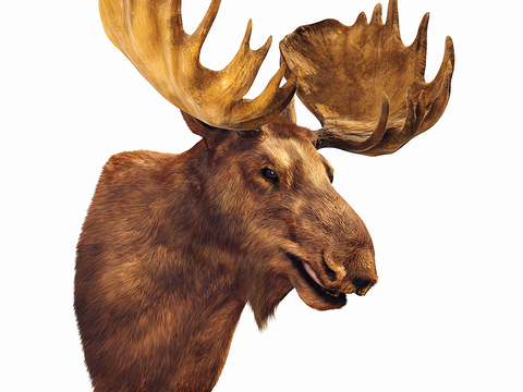 Modern Deer Head Wall Ornaments