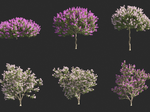 lilac lilac tree