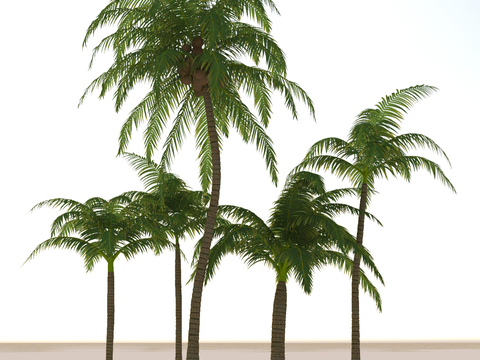 Coconut Tree Landscape Tree Tropical Tree