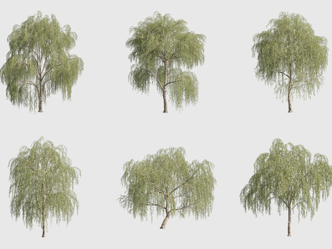 Willow Willow Landscape Tree