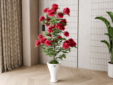 Modern Rosa Flower Pot