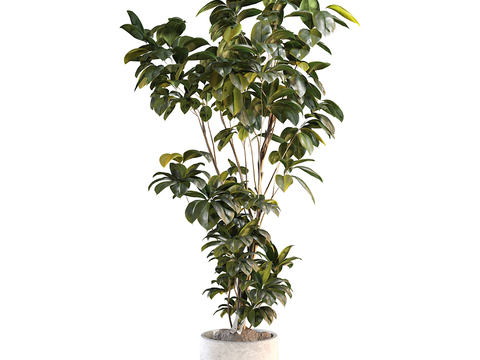 Modern Rubber Tree Green Plant Bonsai Bonsai