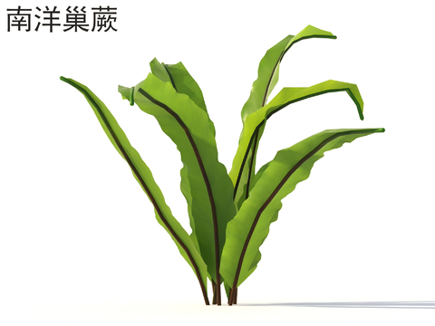 Nanyang Nest Fern Flowers and Shrubs Plants