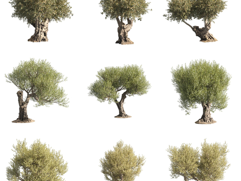 Olive wood Oleaceae landscape tree