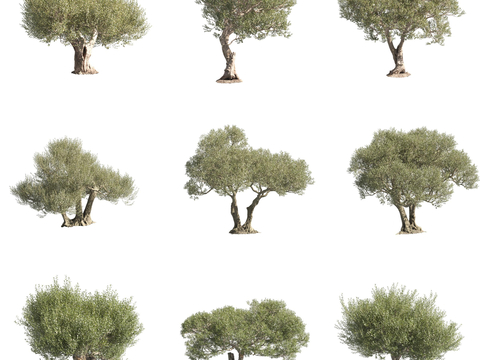 Olive wood Oleaceae landscape tree