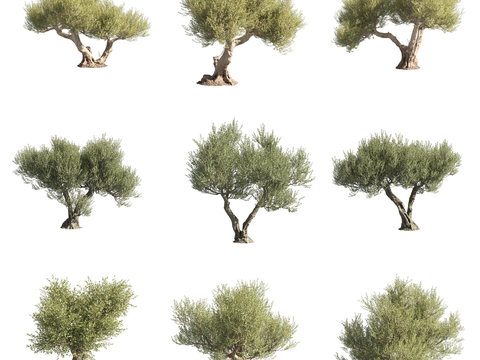 Olive wood Oleaceae landscape tree