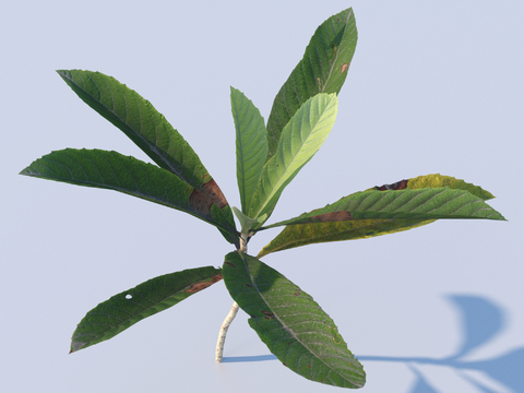 vegetables, vegetable leaves, leaves, food