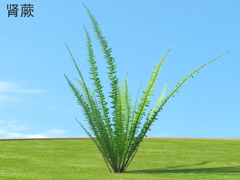 Kidney fern Flowers and shrubs Plants