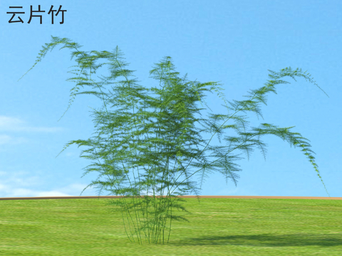 Yunpian Bamboo Plants