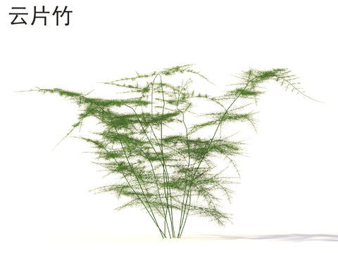 Yunpian Bamboo Plants