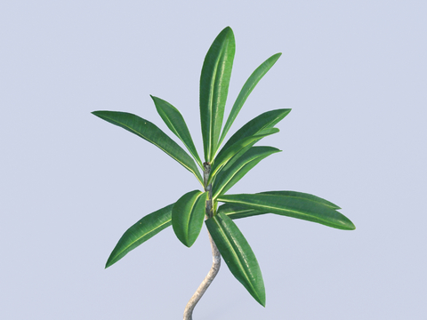 plant leaves branches