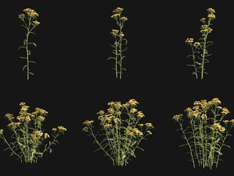 Flowers and plants, red soil, yarrow