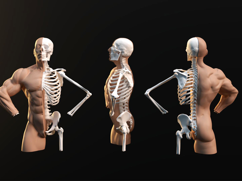 Human bone medical equipment