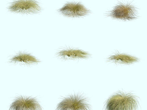 Carex flea ornamental grass thatch