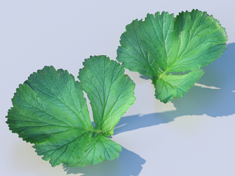 vegetables, vegetable leaves, leaves, food