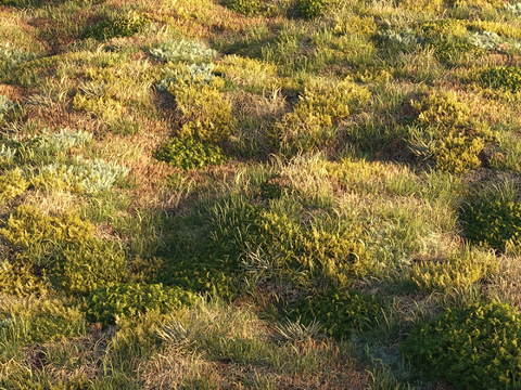 Grass Lawn Flowers Bryophytes