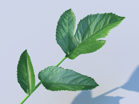 vegetables, vegetable leaves, leaves, food