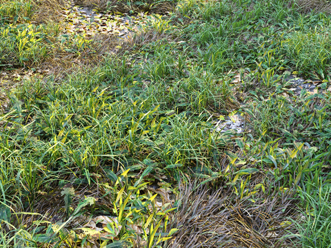 field grass lawn flowers plant vegetation weeds