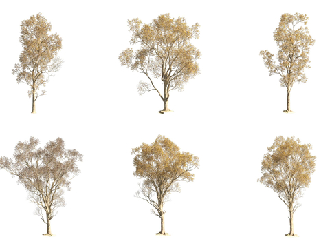 Park Tree, Sand Tree, Landscape Tree, Street Tree