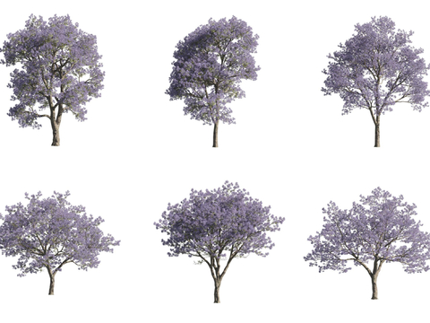 Jacaranda Flower Tree Landscape Tree