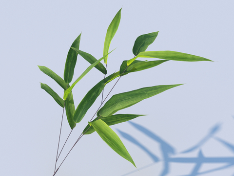 vegetables, vegetable leaves, leaves, food