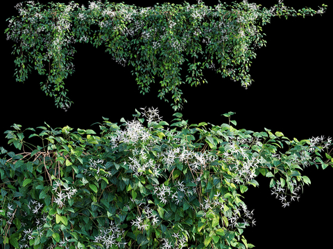 climbing vine ivy