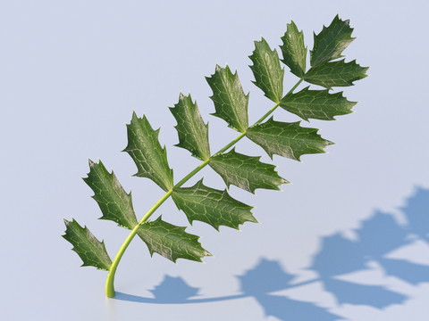 vegetables, vegetable leaves, leaves, food