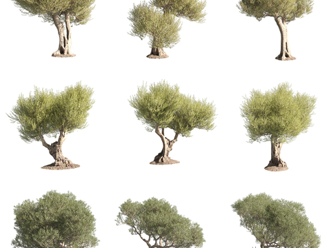 Olive wood Oleaceae landscape tree