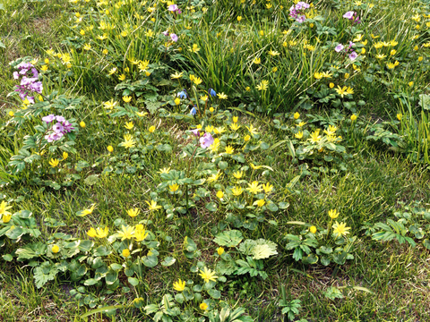 field grass lawn weeds flowers