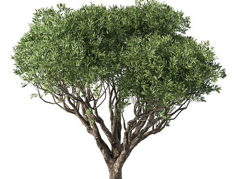 low shrub dwarf tree