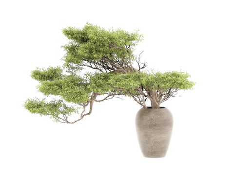 New Chinese Bonsai Pine