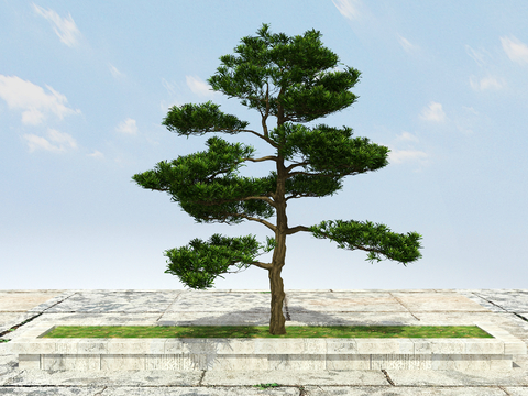 New Chinese Pine Luo Han Pine Welcome Pine