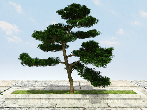 New Chinese Pine Luo Han Pine Welcome Pine