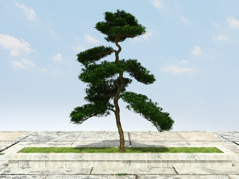 New Chinese Pine Luo Han Pine Welcome Pine